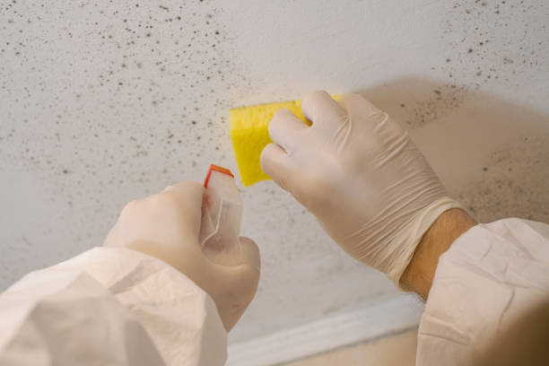 Mold Removal for HVAC Installations in Breckenridge, CO