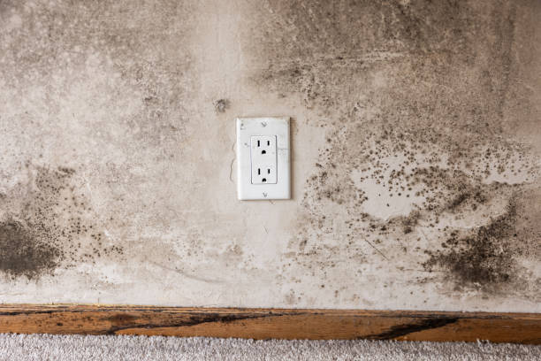 Best Mold Remediation for Healthcare Facilities  in Breckenridge, CO