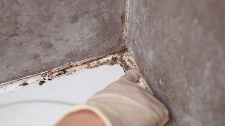 Best Industrial Mold Remediation  in Breckenridge, CO